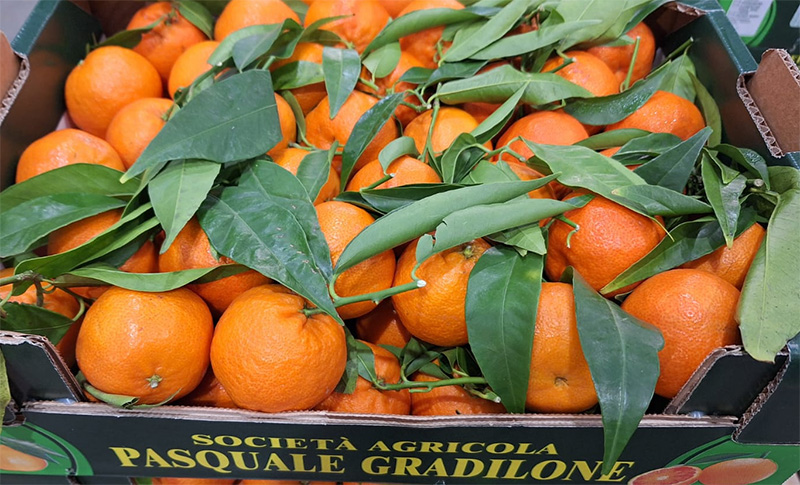 Clementine, Calabria, cal.3 1,40-1,50 euro al chilo